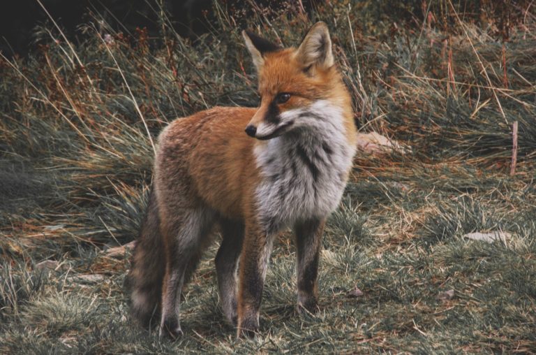 Convocan manifestacións en Vigo e a Coruña o 2 de febreiro en contra da caza contra o raposo