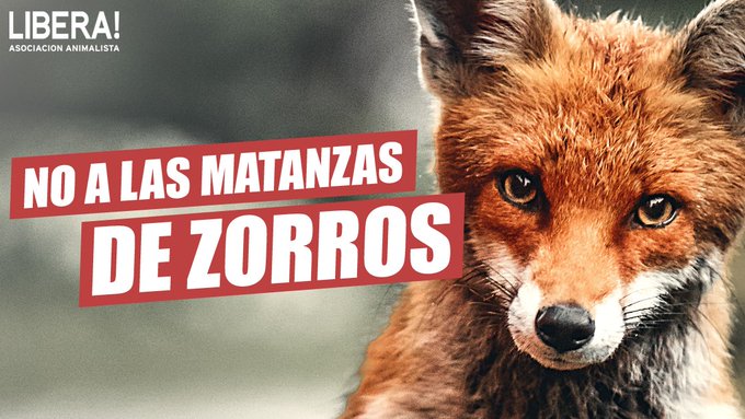Libera insta á Xunta a prohibir a caza do raposo co apoio de 70.000 sinaturas