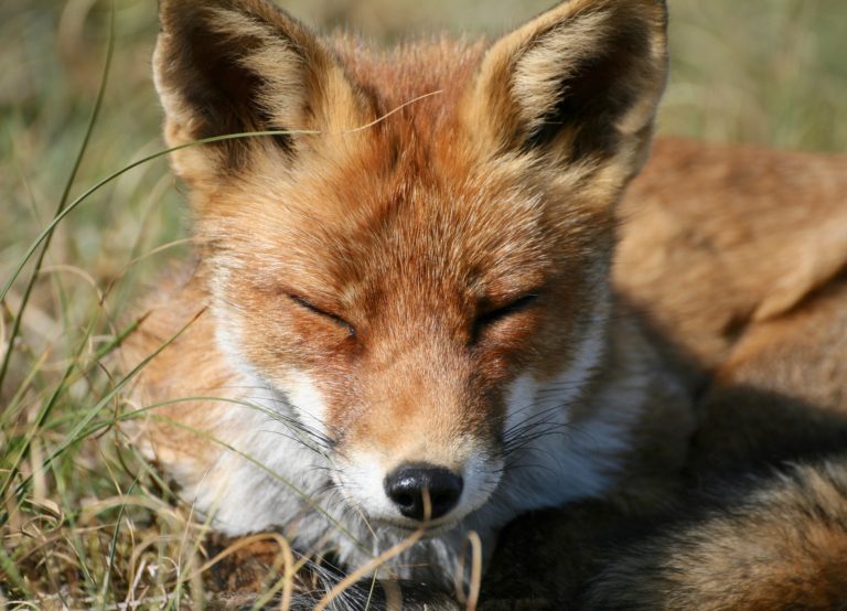 Colectivos animalistas denuncian unha nova macrobatida de raposos este sábado