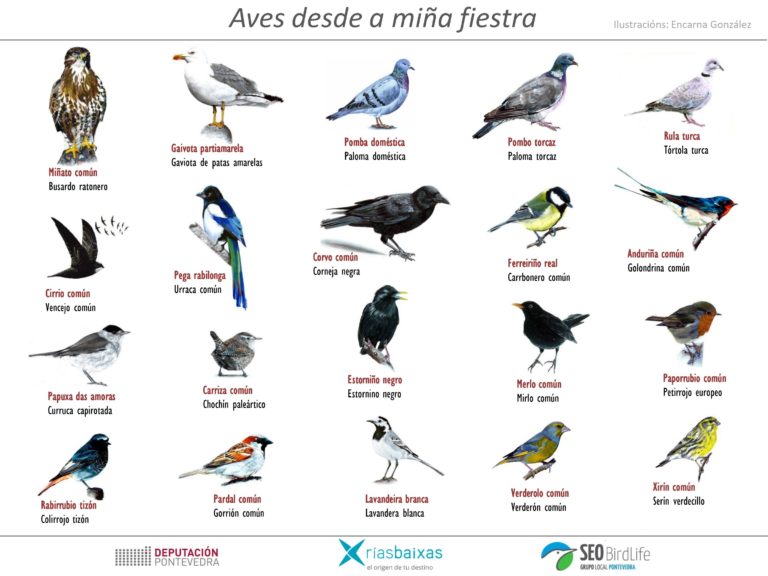 #AvesDesdeCasa, unha iniciativa de Seo BirdLife e a Deputación de Pontevedra
