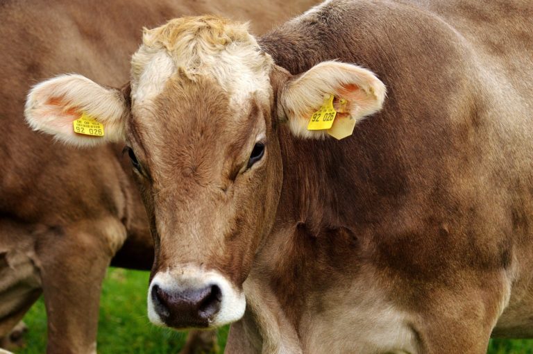 Sobe a preocupación entre os produtores de carne de vacún pola caída dos prezos en orixe