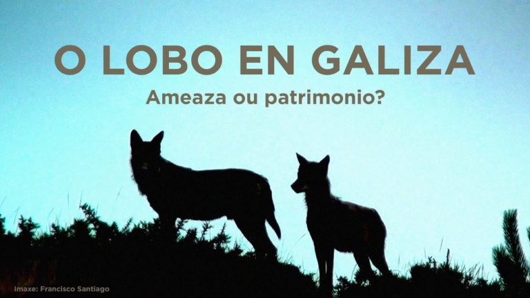 O lobo en Galiza, ameaza ou patrimonio?